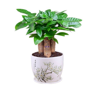 lؔ҃СԾGֲˮֲG}k͏dȩ