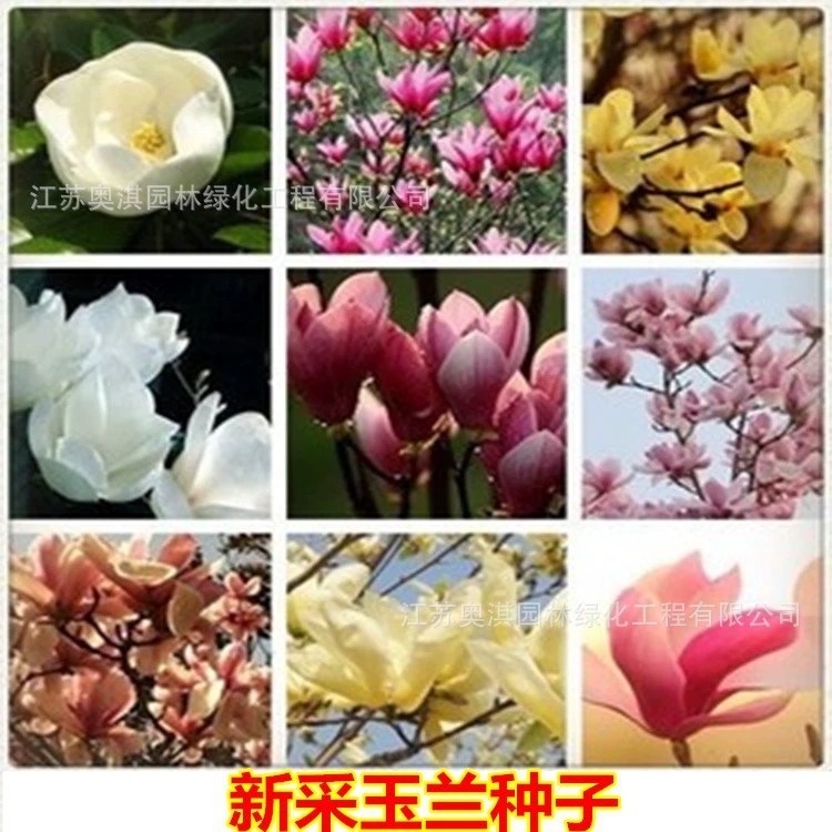 Семена магнолии Магнолия крупноцветковая Магнолия желтый Магнолия семена цветов магнолии