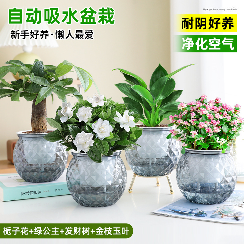 [베스트셀러 4화분] 치자나무 + 그린 프린세스 + 머니 트리 + 황금가지와 옥잎