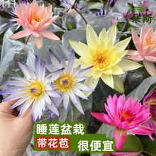 ˯ɏˮ��ֲ������ɻ������ˮ�����K��ɏͥԺ�͟Ứ�ܾGֲ��