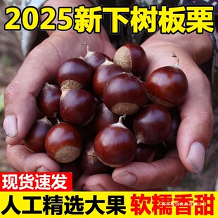 ���������r����2025���r��Ұ������ë�����r�Ұ������F��С������