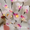 White Purple Phalaenopsis
