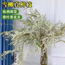 雪柳鲜枝带芽花苞水培植物干枝水养花卉室内插花龙柳干支鲜切