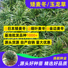 日本矮麦冬草庭院玉龙草苗耐寒践踏园林绿化苗木草坪植物花卉宿根
