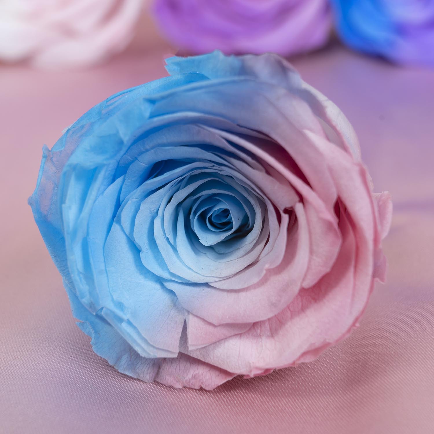 Yunnan Yongsheng flor fábrica al por mayor azul y blanco gradiente color conservado flores DIY flores eterna Rose cabeza grado A