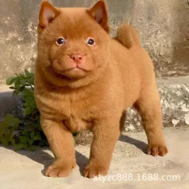 狗;其他农业