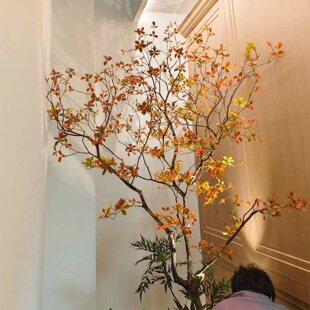 ��Ʒ���溣�u�����҃ȷ����Gֲ�����쾰�b�ֲ���R��ľ�٘�����
