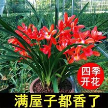 浓香型兰花四季开花室内客厅蕙兰建兰耐热耐寒基地直发好养