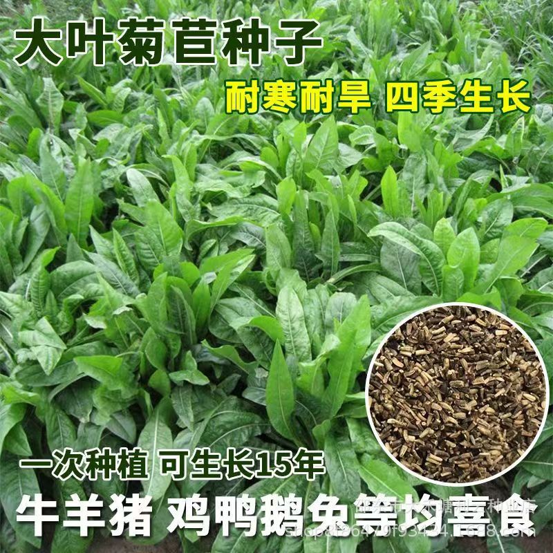 四季牧草种子菊苣种籽养殖大叶多年生鱼羊猪牛兔鸡鸭鹅草种子再生