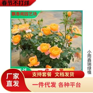 һ�����lõ�廨�玧�����ļ��_�����^��ֲ���̨ͥԺ���¼�����