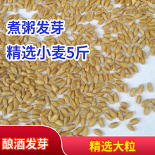 小麦种子带皮小麦粒煮粥食用磨面药引麦芽糖酿酒猫草宠物五味子