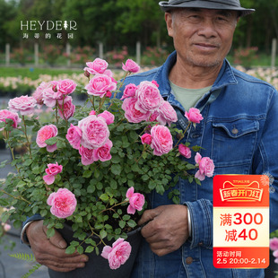 Heidi's Garden Bell Fairy Miniature Shrub Rose Multi-Headed Multi-Flower Diligent Flower Fragrant Plant Potted Flower Seedlings