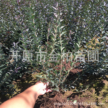 �|�����~ˮϞ�����G�hɫ�K�������~ˮϞ��������Ǥ��С��