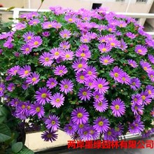 SlںmշN ջN @ֵرѲƺcY