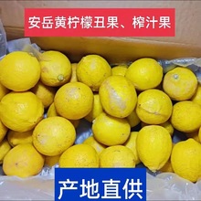【榨汁果】安岳黃檸檬 新鮮壞果包賠 飲料廠奶茶店丑果產地直供