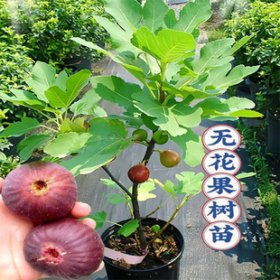 �o����������ش���������Բ����t�Ϸ����̨�Nֲ����Y����Ʒ�N