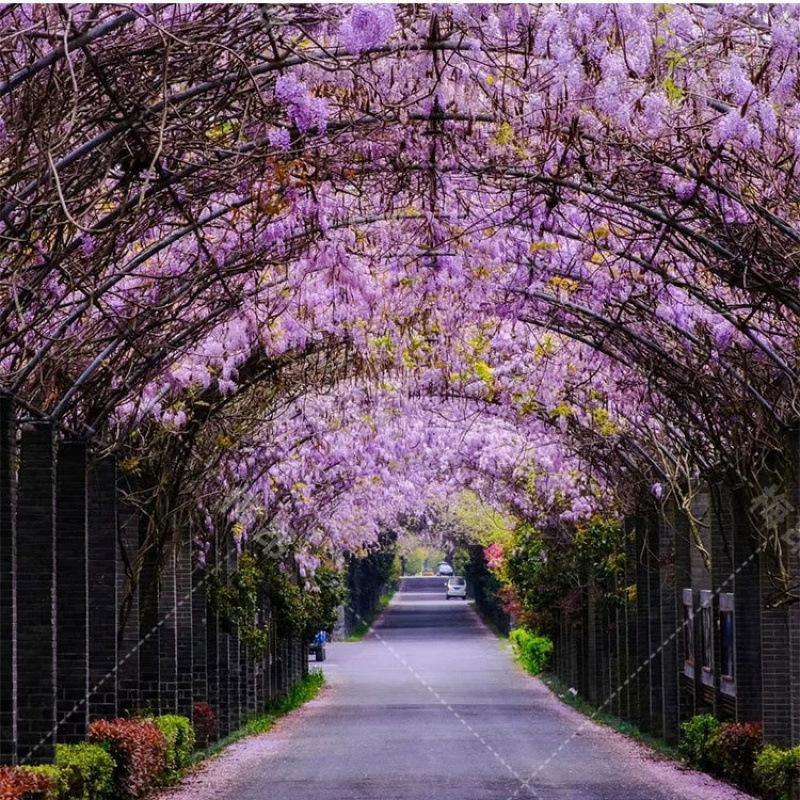 Трансграничные оптовые продажи электроэнергии специальные рептилии лианы выносливы к холоду и засухе четыре сезона семена глицинии