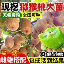 猕猴桃树果苗红心软枣猕猴桃苗嫁接徐香四季结果南北方种植果树苗