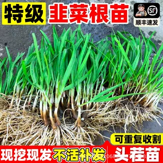 韭菜根苗多年生四季盆栽阳台种植现挖老根紫红根宽叶韭菜苗蔬菜苗
