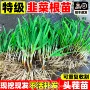 种植盆栽多年生四季蔬菜苗
