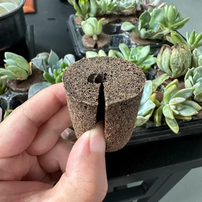 多肉种植块生长海绵生物碳棉基质块水培种植扦插无土栽培玉露蔬菜
