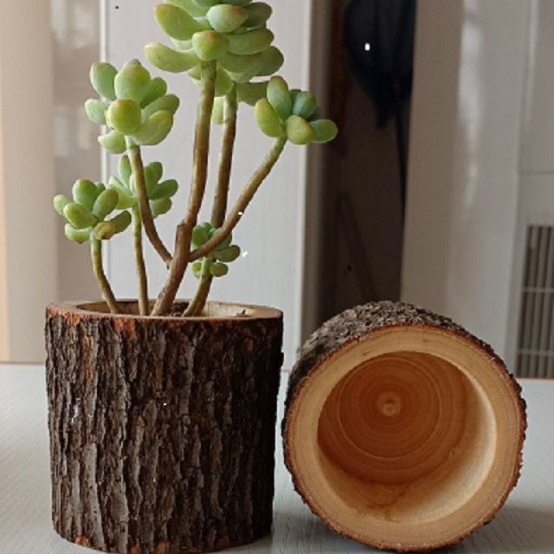 Ringwu solid wood pine camphor camphor wood fir pot potting potted…