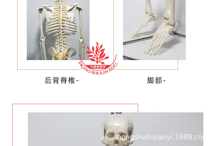6 85cm悬挂版骨骼模型.jpg
