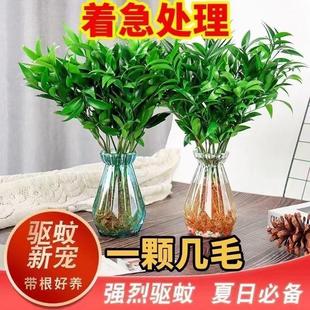 Mosquito Repellent Bamboo and Cypress Hydroponic Plants Indoor Water-Grown Green Plants Flower Pots Office Desktop Evergreen Flowers Easy to Maintain All Year Round
