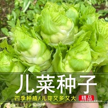 蔬菜种子四川儿菜种子四季蔬菜种籽早熟抱子芥娃娃菜胖秋季阳台夏