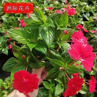 �P�ɻ� �����P�ɱ��� ���l�����P�ɻ������� �޸��ݻ����ܹ��̈@