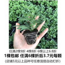 ��ջ��� �����ջ��� ��녵��Zë���� ���A���ϵ�Ъ{���^��