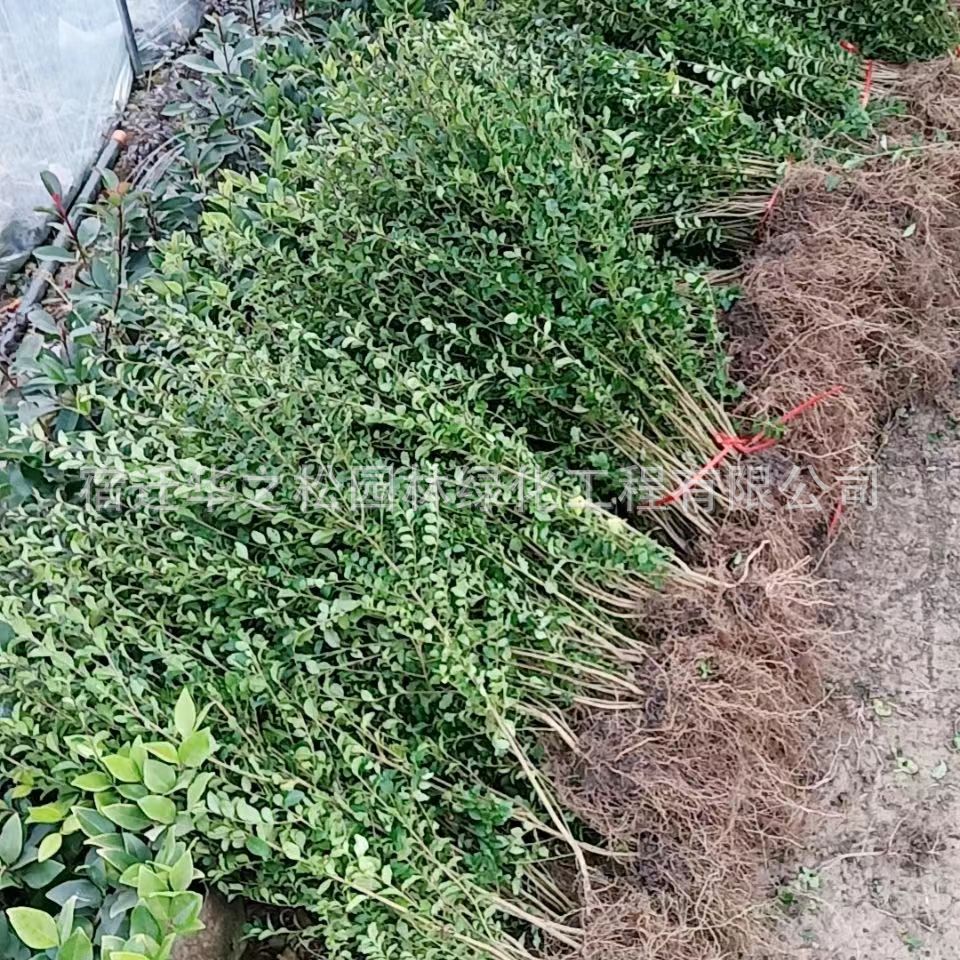 88a0e3eee3580a14559a5c49c59562