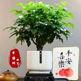 盆栽;乔木;灌木