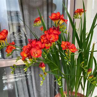 Amaryllis Bulbs, Double-Flowered Freesia, Bloom in All Seasons, Indoor Potted Florals and Plants, Easy to Grow and Feed Flower Seeds