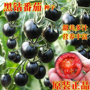 �ļ�����ɳȿ����ǧ��С�����}Ů���N���߲˷N�Ӵ�ȫ����ͥԺ�̨