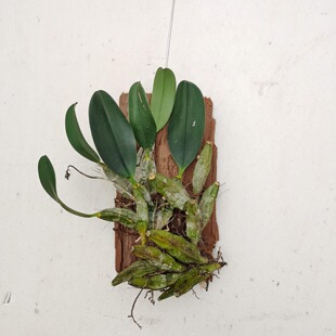 ������ʯ��ʯ����ʯ���m���m����ʳ��ʯ����ʯ��ԭ���N���B�쾰��