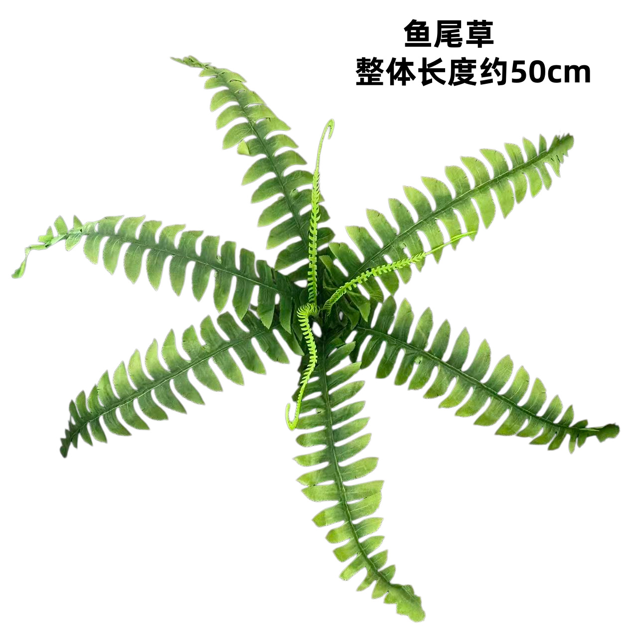 ペルシャ草 9本