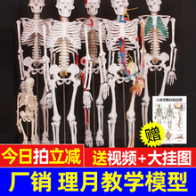 人体骨骼模型骨架小白全身脊椎医学结构解剖骷髅脊柱儿童玩具