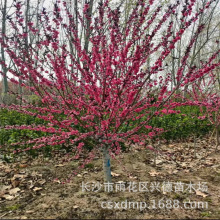 湖南红叶碧桃 3-5-8-10公分红叶桃花树苗 花色大红 苗圃基地