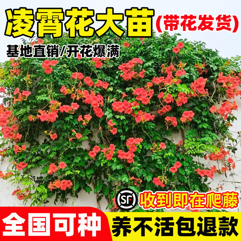 凌霄花爬藤大苗耐寒植物室外老桩树苗盆栽花卉阳台炮仗花庭院四季