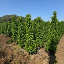 火山榕 金钱榕 绿篱花苗 榕树 中山绿植灌木基地批发