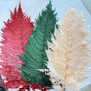 大蕨叶永生花保鲜花干花真花金钱蕨diy花材家居软装花束配材配叶