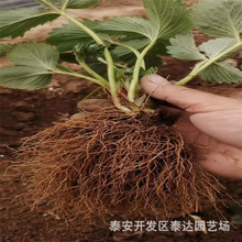 莆田甜查理草莓苗价格 泉州粉玉草莓苗基地 好管理大棚草莓苗品种
