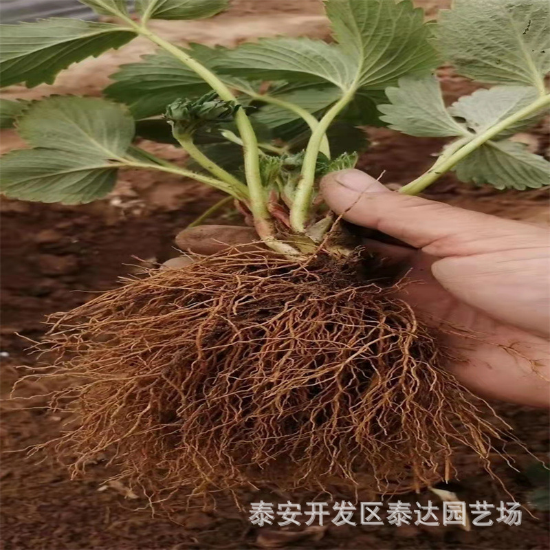 莆田甜查理草莓苗价格 泉州粉玉草莓苗基地 好管理大棚草莓苗品种