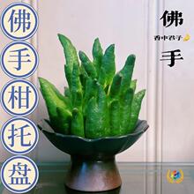 ��ʽ�ŷ��ָ��бP�մ�ˮ�໨ƿ���ֵ�[�ŷ��ֹ��^�p�[������