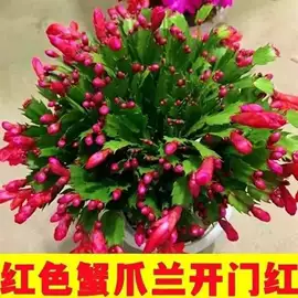 盆栽;乔木;灌木