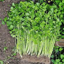 ̩S۲ ļN＾ļ߲˹߷N̨҃ȷN