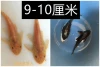 2 Huang Shuangdaofu + 2 Black Shuangdaofu 9-10cm