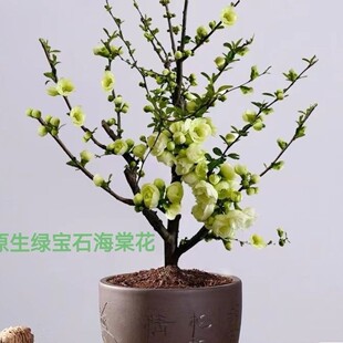 �G��ʯ���Ļ��辰ԭ���ļ������L�ۻ��Ϙ��҃��⻨���ͺ������̨