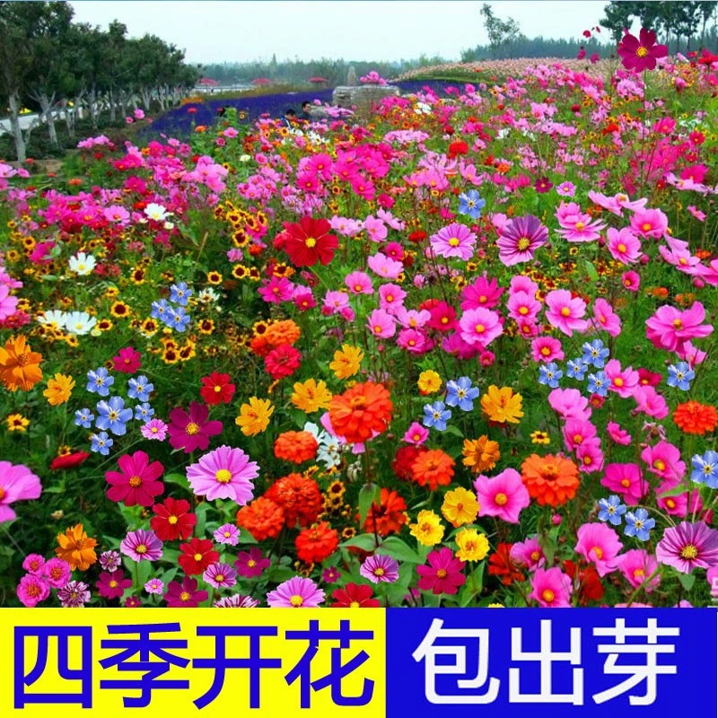 Дикая комбинация цветов Четыре сезона Цветущий открытый двор Красочные семена цветов Gesang Семена подсолнечника Легко жить Семена цветов